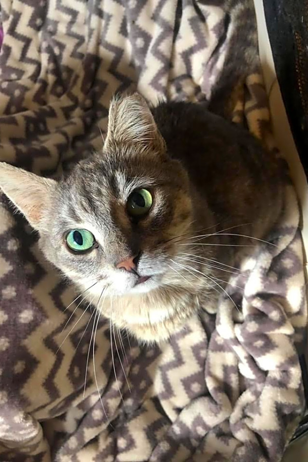 Want To Adopt A Pet Here Are 6 Charming Cats To Adopt Now In