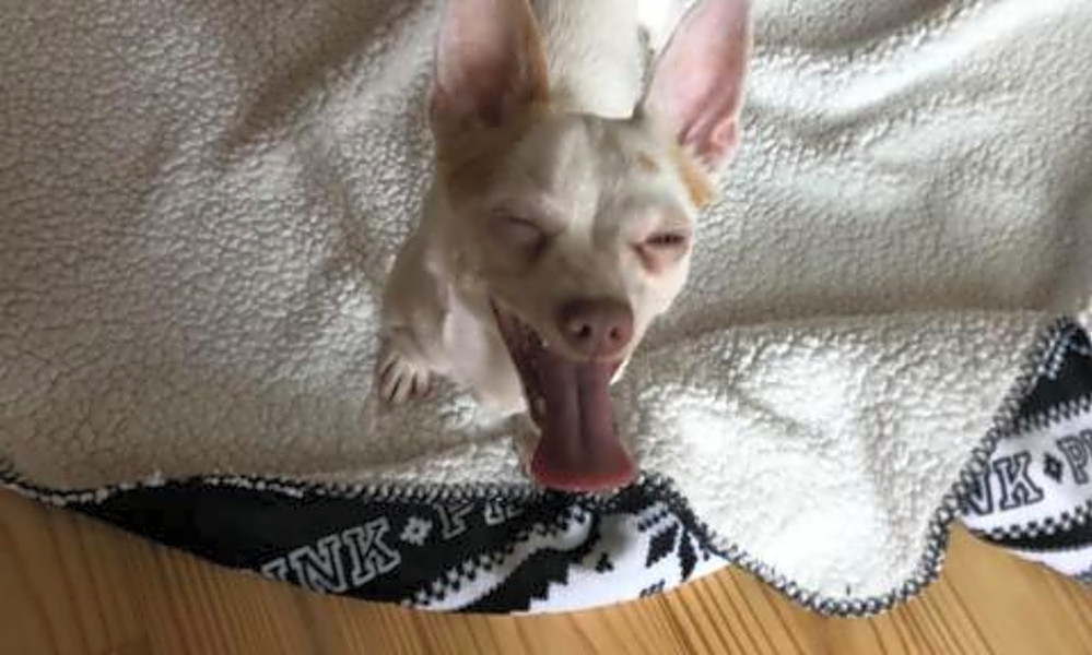 Looking To Adopt A Pet Here Are 5 Delightful Doggies To Adopt Now