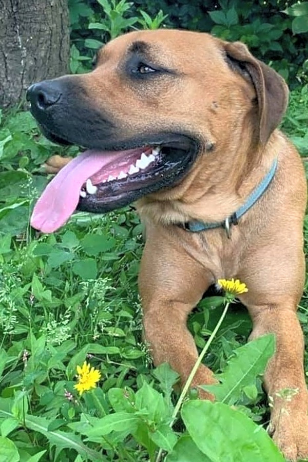 These Indianapolis Based Doggies Are Up For Adoption And In Need Of A Good Home Hoodline