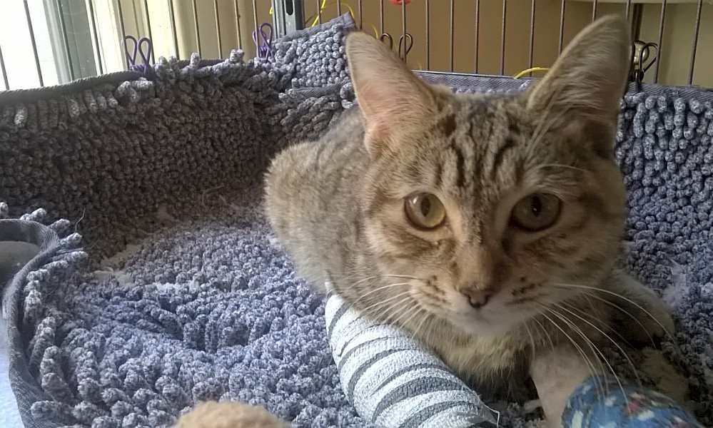 Want To Adopt A Pet Here Are 5 Cute Kitties To Adopt Now In