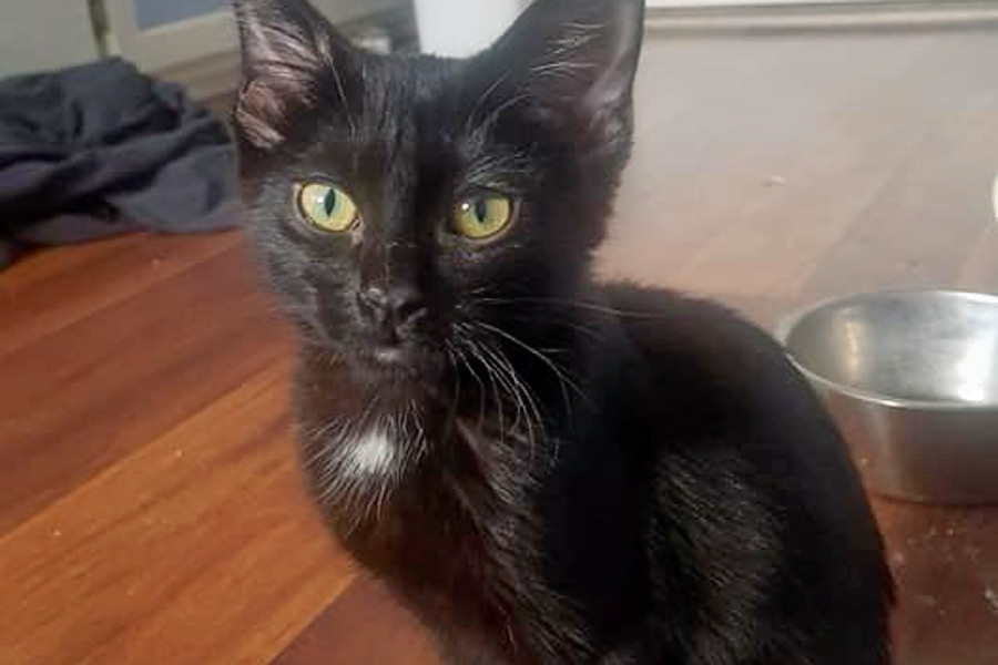 Kittens In Colorado Springs Looking For Their Fur Ever Homes