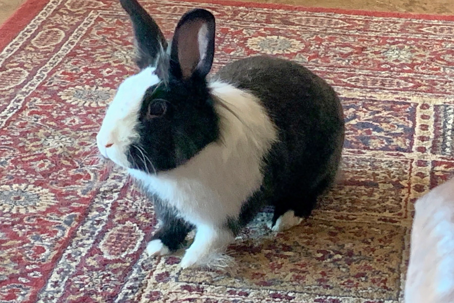 lionhead dutch rabbit