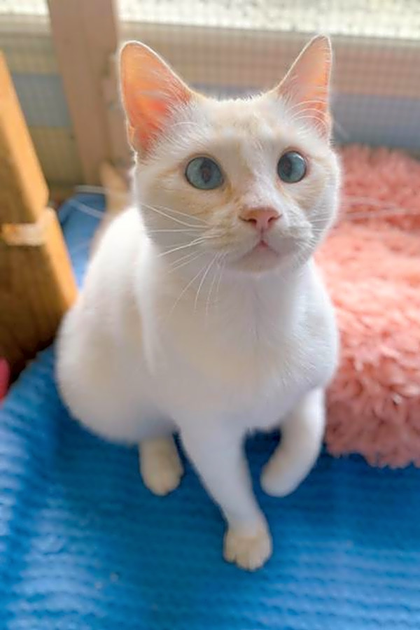 These Corpus Christibased cats are up for adoption and in need of a