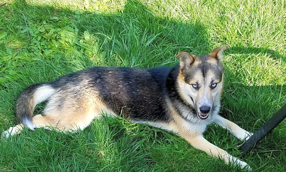 Looking To Adopt A Pet Here Are 5 Cuddly Canines To Adopt Now In Oakland Hoodline
