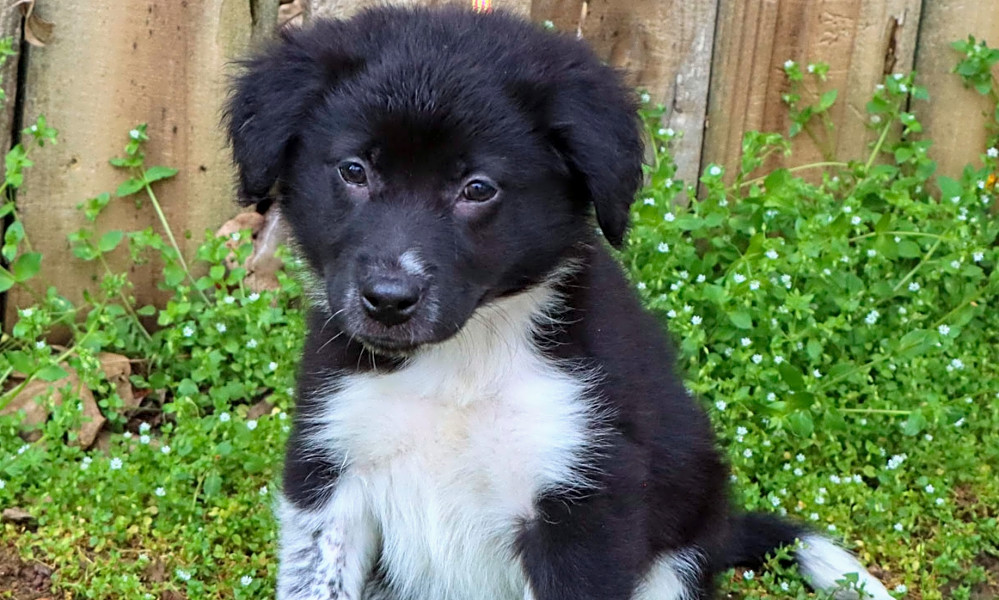 collie mix puppies for adoption