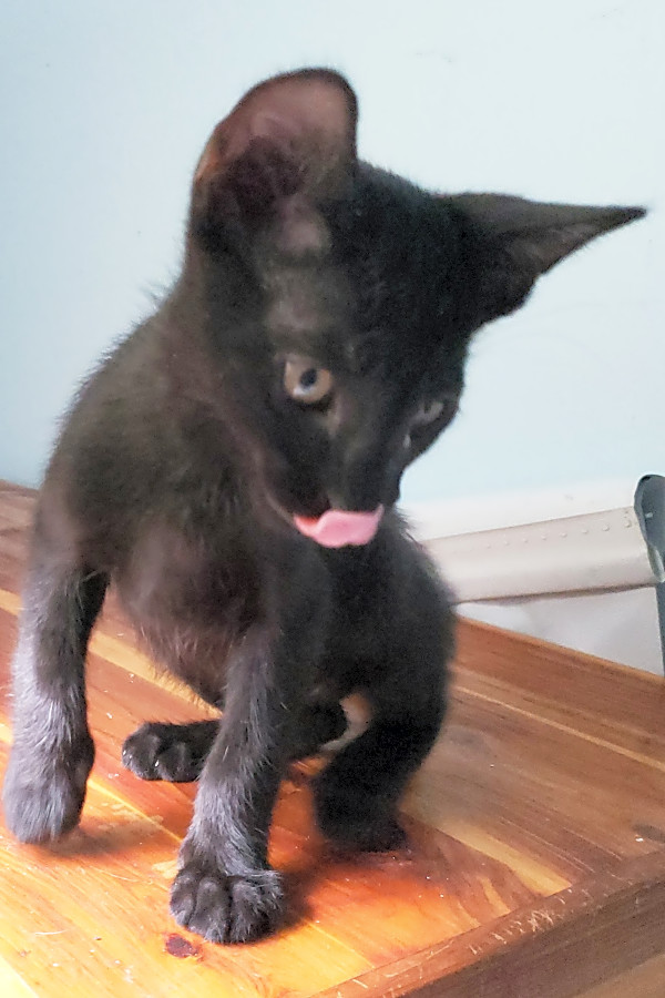 5 Cute As Can Be Kittens To Adopt Now In Irvine Hoodline