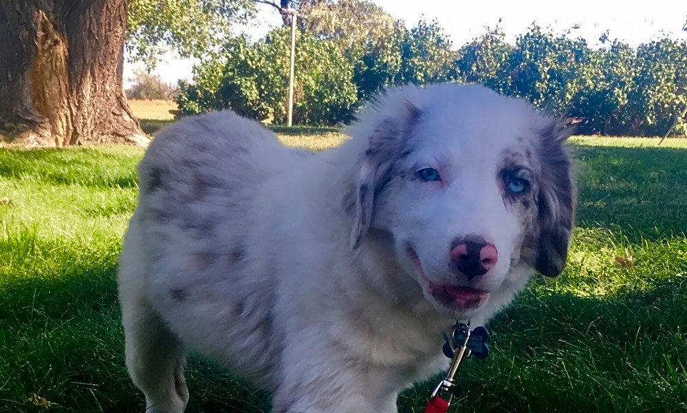 6 Perfect Pups To Adopt Now In Colorado Springs Hoodline