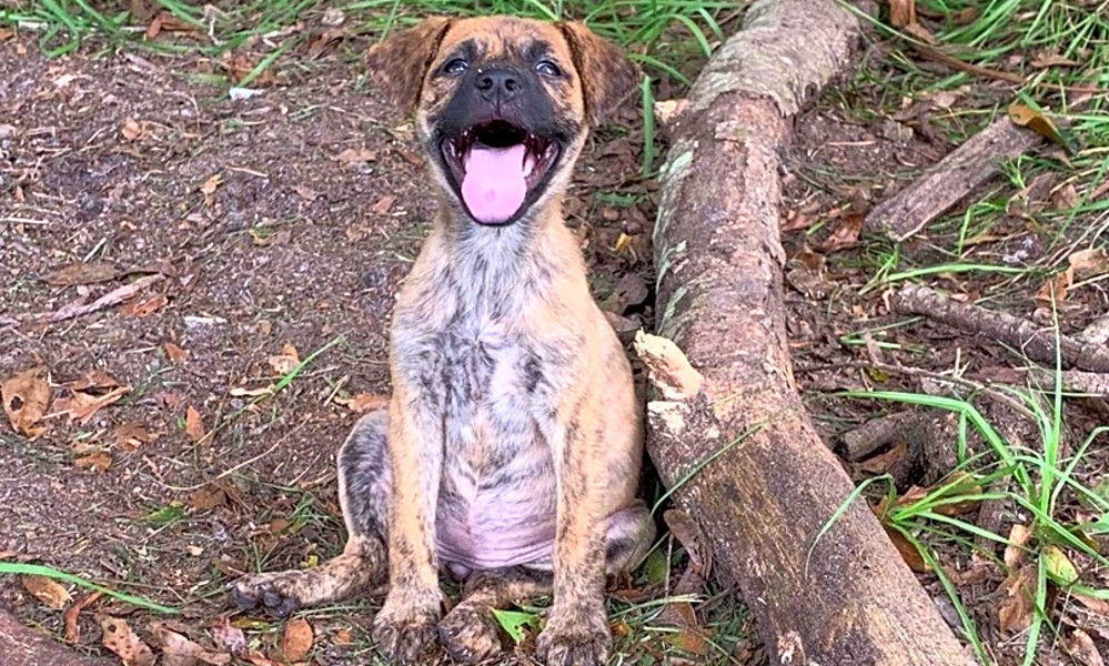 3 Precious Puppies To Adopt Now In Tampa