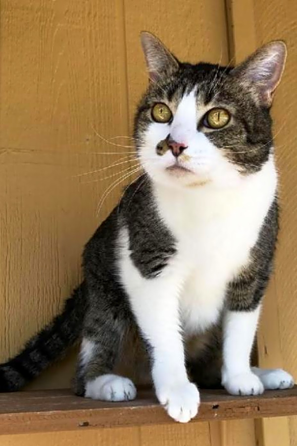 These Colorado Springs Based Felines Are Up For Adoption And In