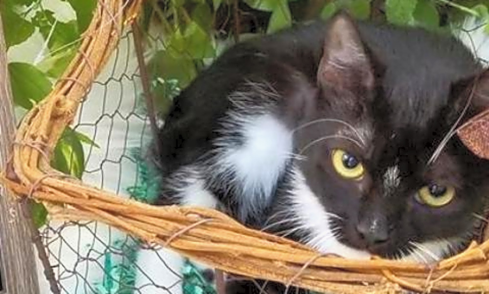 6 lovable kitties to adopt now in San Antonio