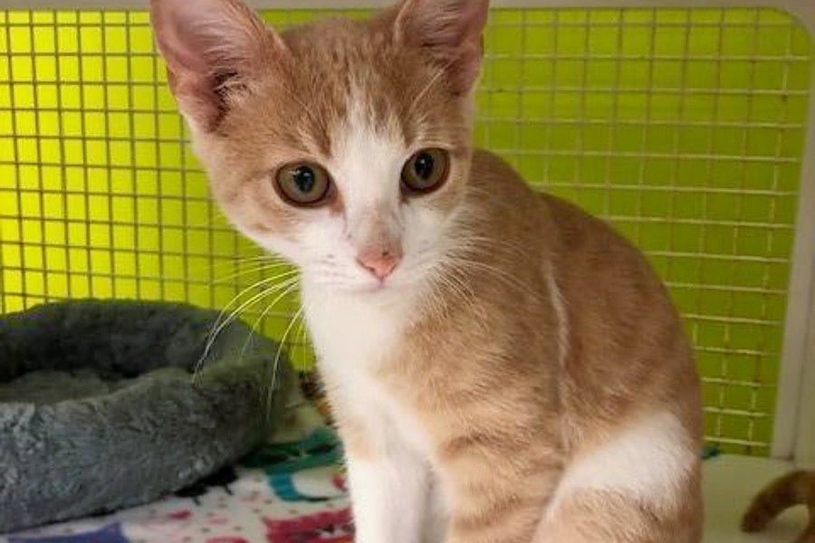 Cuteness Overload 7 Cuddly Kittens To Adopt Now In San Antonio