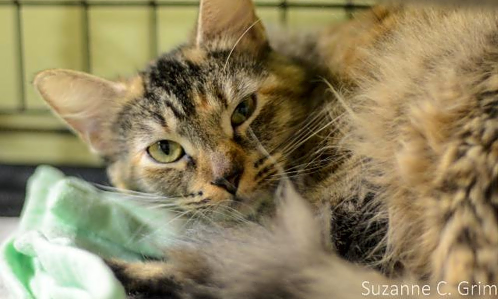 7 Cool Kitties To Adopt Now In New Orleans Hoodline