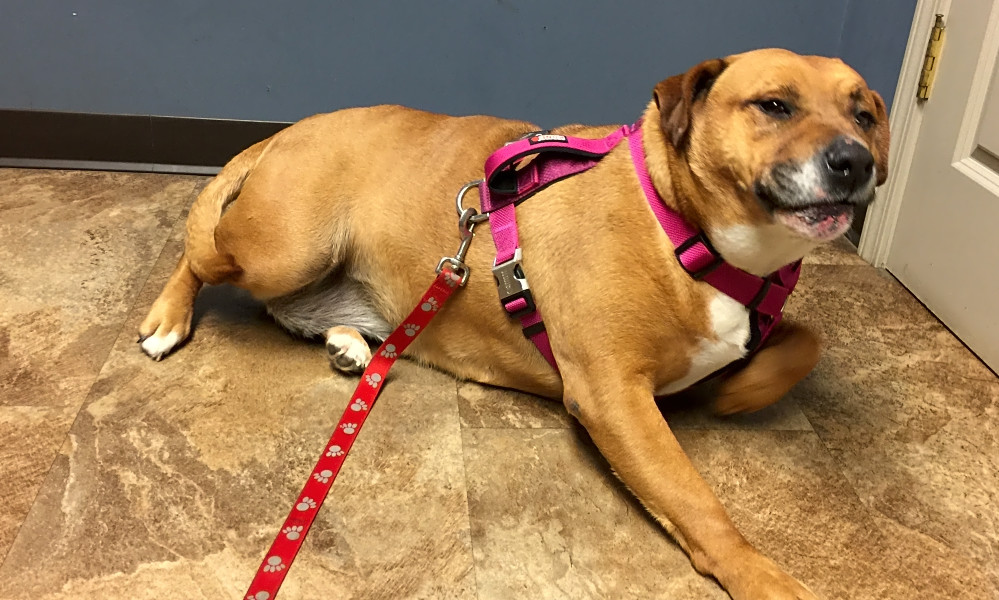 Want To Adopt A Pet Here Are 7 Delightful Doggies To Adopt Now In