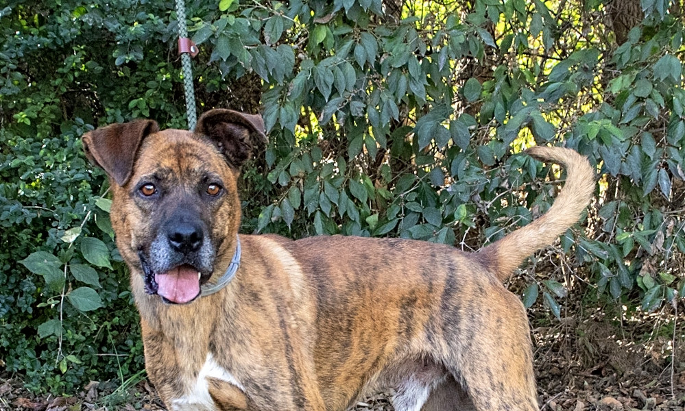 Brindle great pyrenees discount