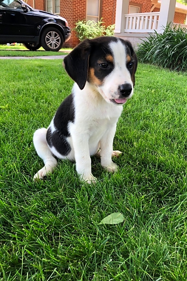 australian shepherd coonhound mix