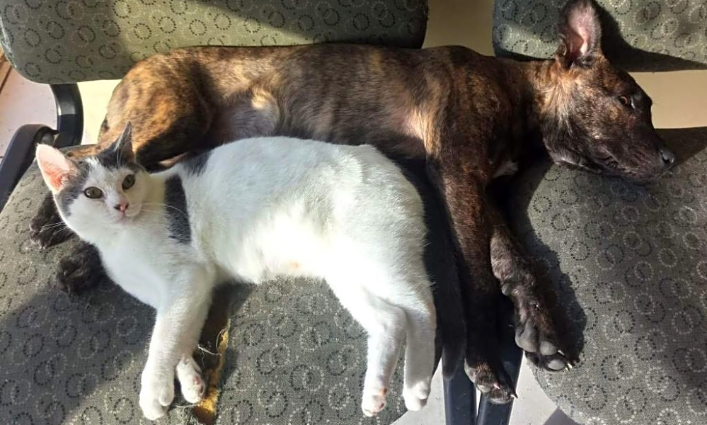Looking To Adopt A Pet Here Are 5 Cuddly Kittens Available Now In