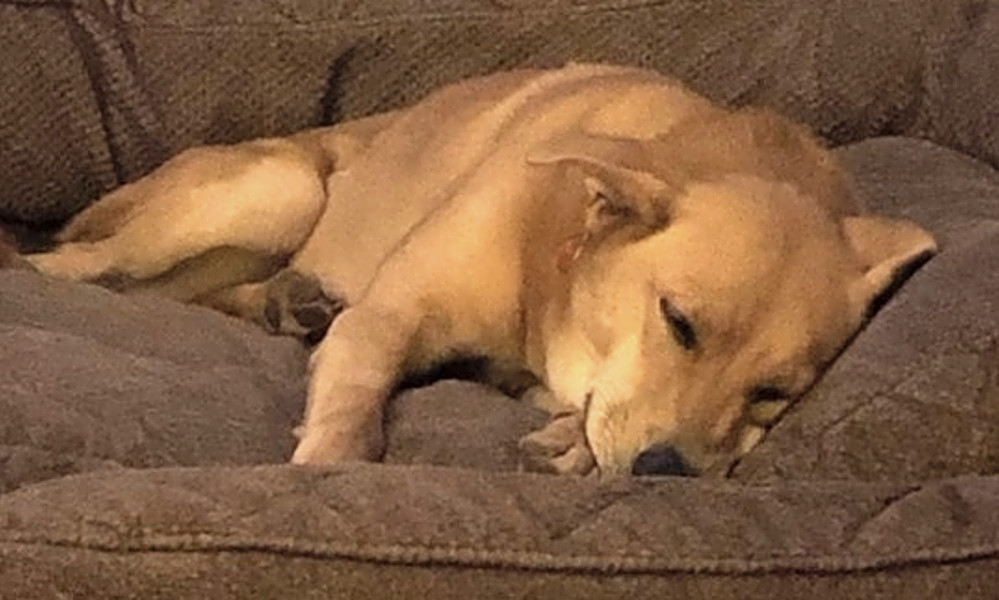 5 Lovable Pups To Adopt Now In Atlanta Hoodline