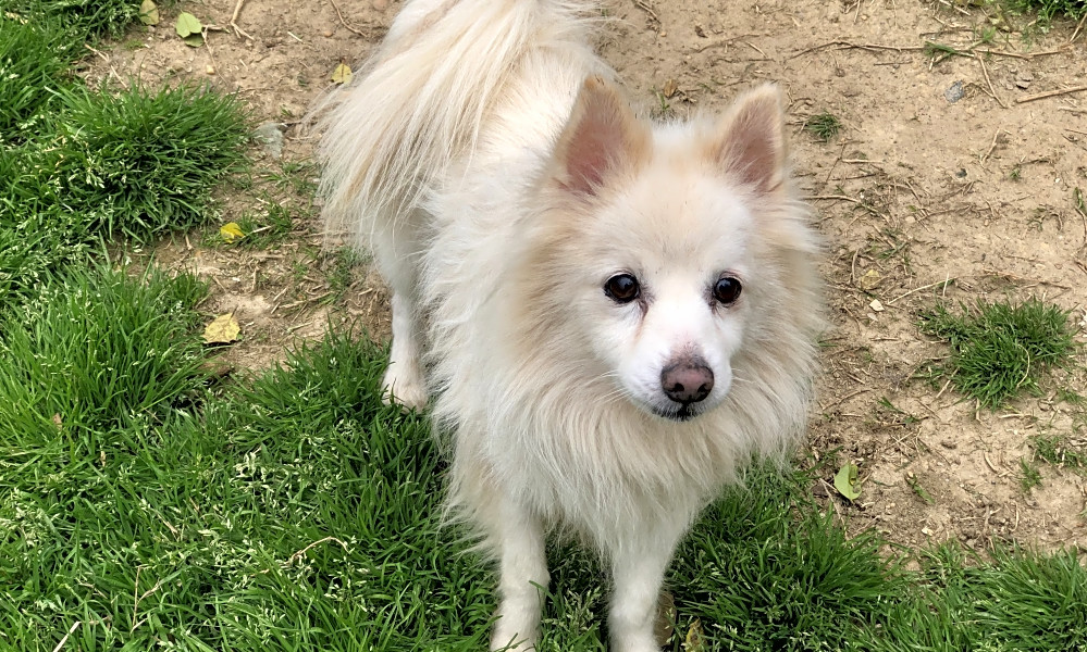 chihuahua eskimo mix