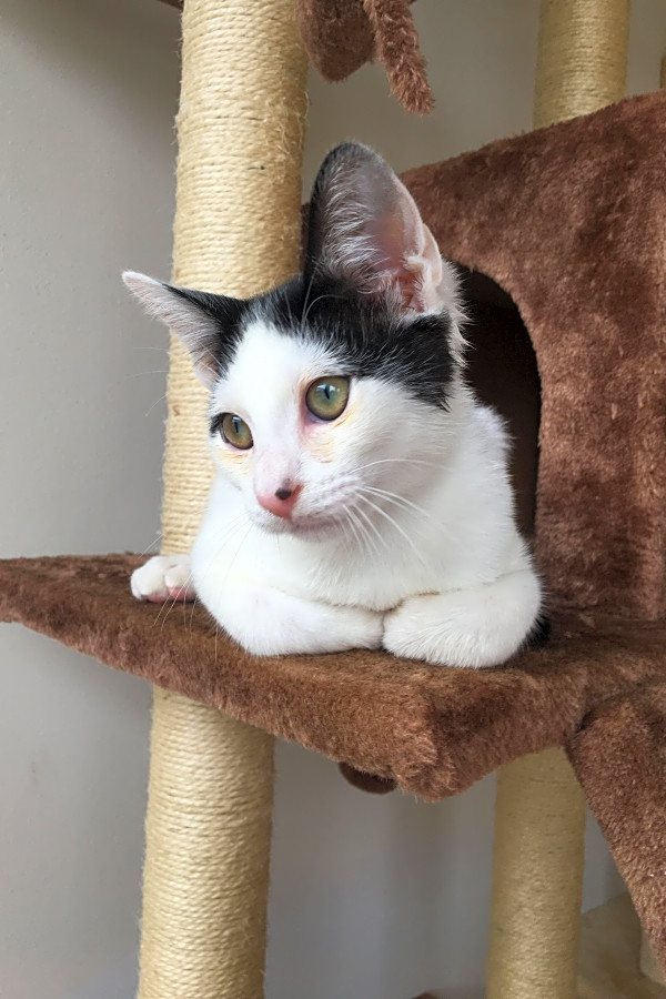 Looking To Adopt A Pet Here Are 3 Cuddly Kittens To Adopt Now In