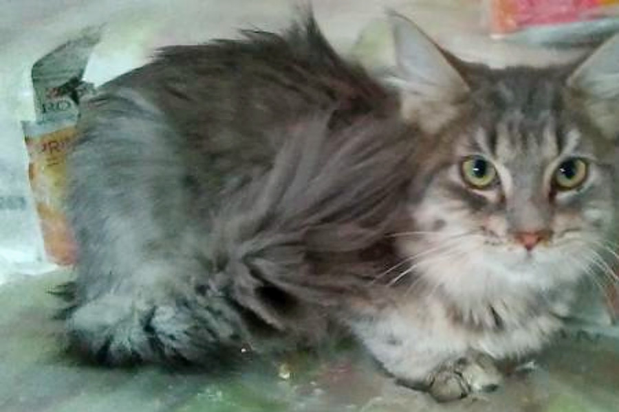 Cats In Phoenix Looking For Their Furr Ever Homes Hoodline