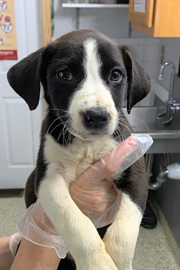 Border collie cheap lab beagle mix