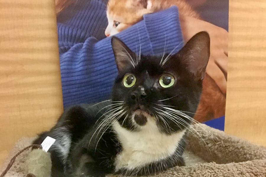 Cats in Las Vegas looking for their furever homes