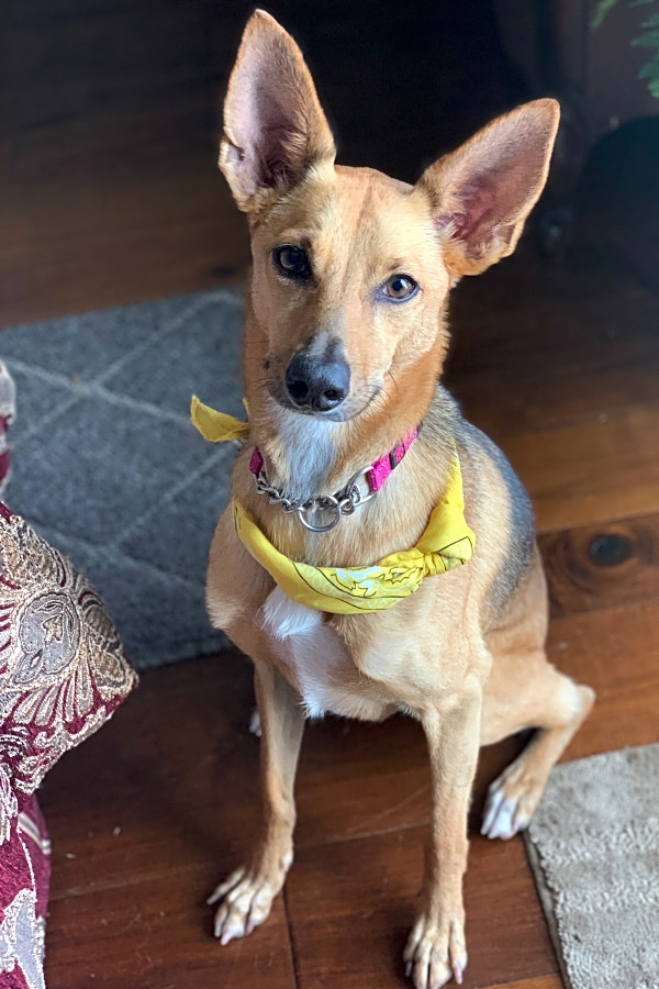 whippet shepherd mix