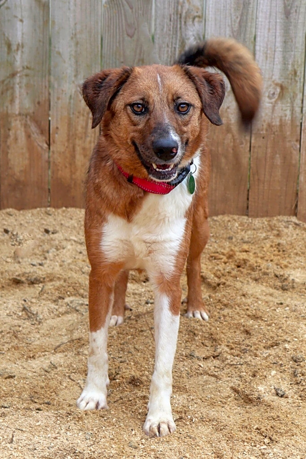 These Nashville Based Dogs Are Up For Adoption And In Need Of A Good