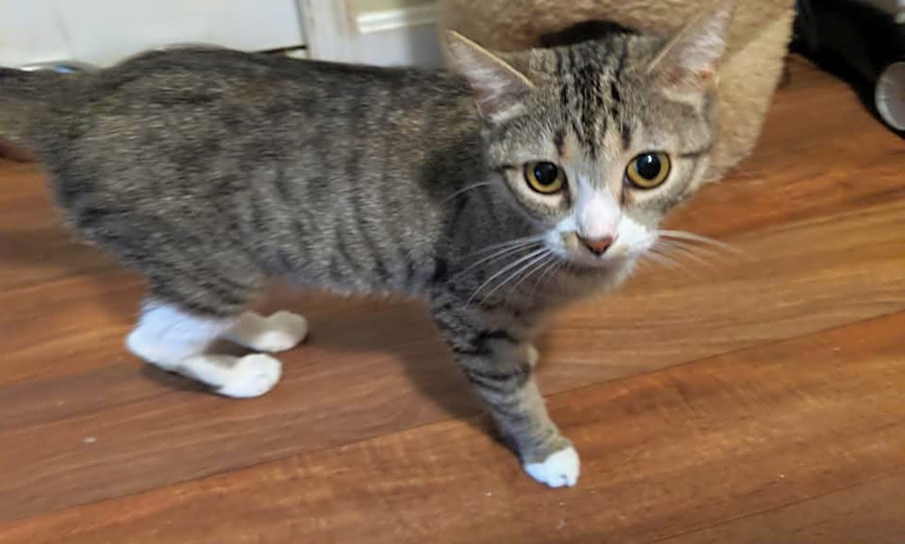 Want To Adopt A Pet Here Are 3 Cute Kitties To Adopt Now In