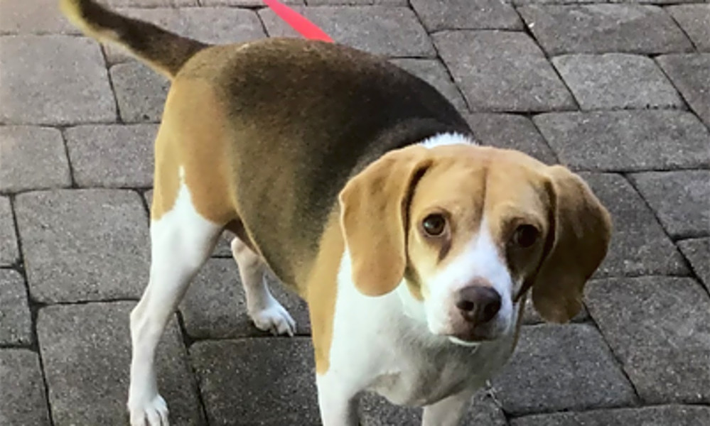 southeast beagle rescue