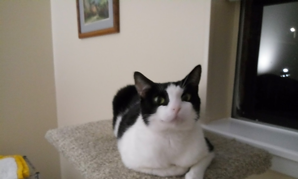 Want To Adopt A Pet Here Are 7 Furry Felines To Adopt Now In Houston