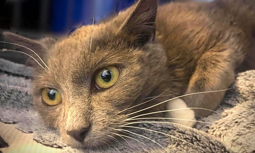 Looking To Adopt A Pet Here Are 3 Cuddly Kittens To Adopt Now In