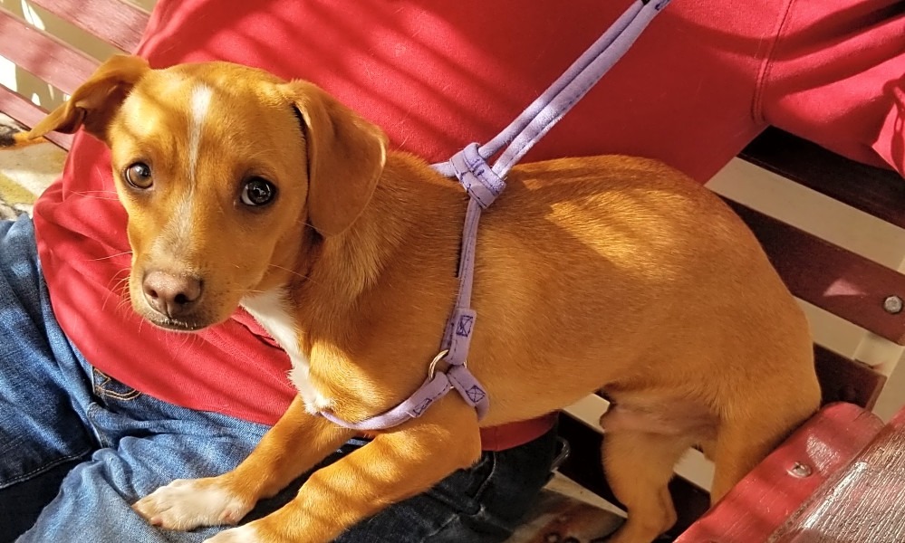 These Stockton Based Pups Are Up For Adoption And In Need Of A