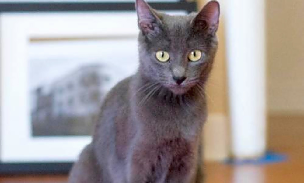 Want To Adopt A Pet Here Are 4 Charming Cats To Adopt Now In San