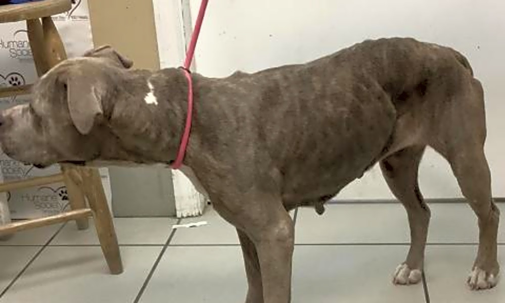 american staffordshire terrier bebe