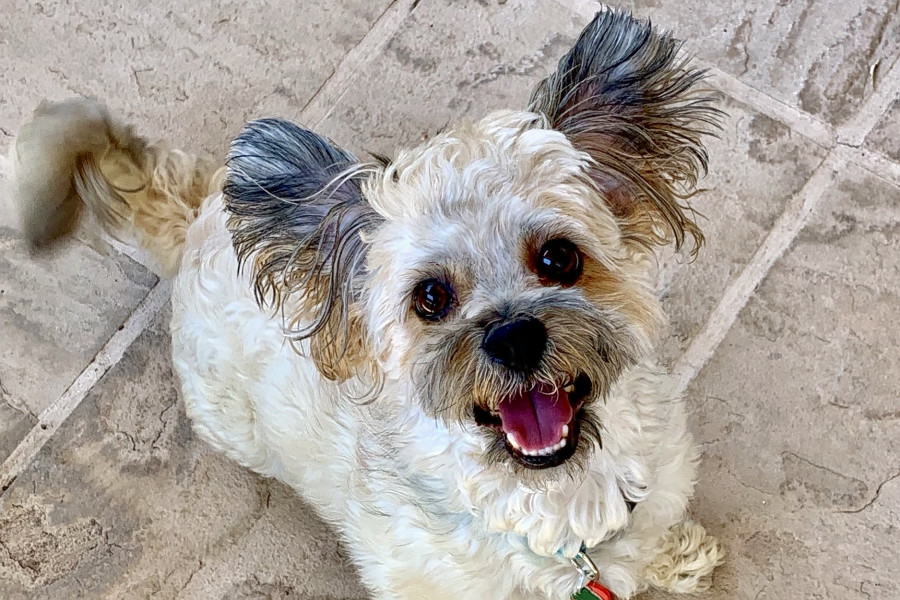 furever shih tzu rescue