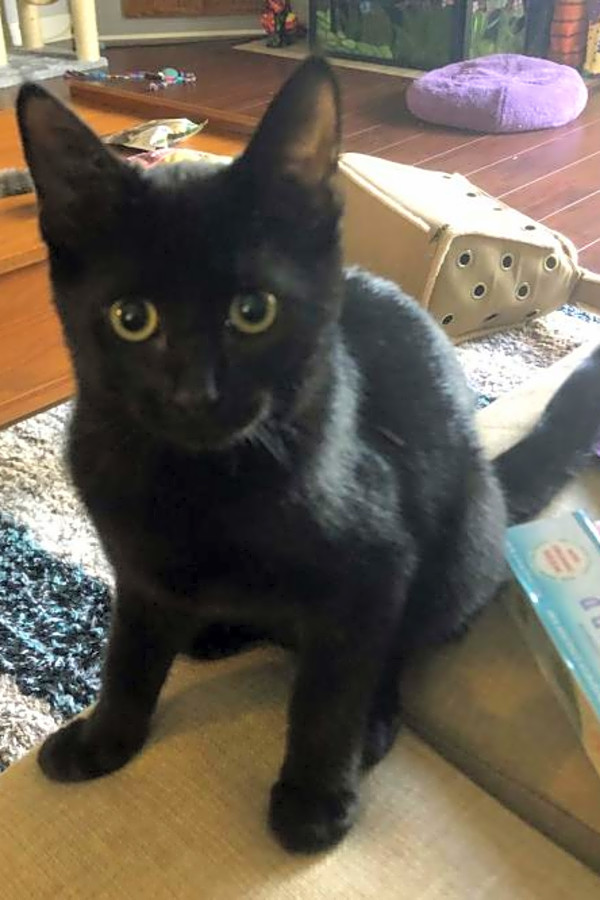Black american shorthair kitten sale