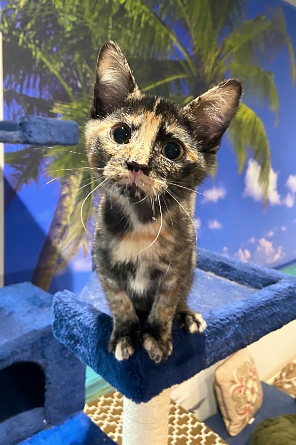 These Cincinnati Based Kittens Are Up For Adoption And In Need Of