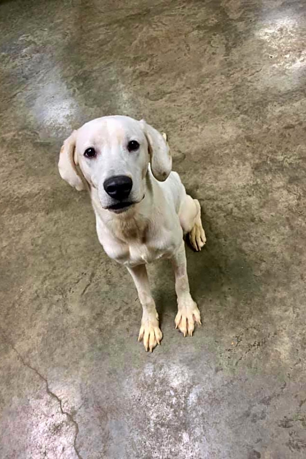 These Indianapolis Based Puppies Are Up For Adoption And In Need Of A