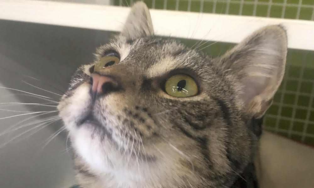 7 Furry Felines To Adopt Now In Cincinnati Hoodline