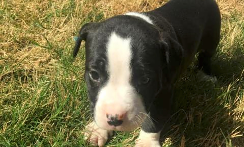 pitbull puppies near me for adoption