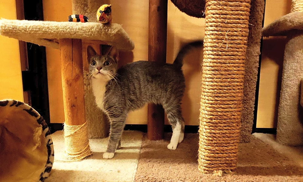 7 Cuddly Kittens To Adopt Now In New York City Hoodline