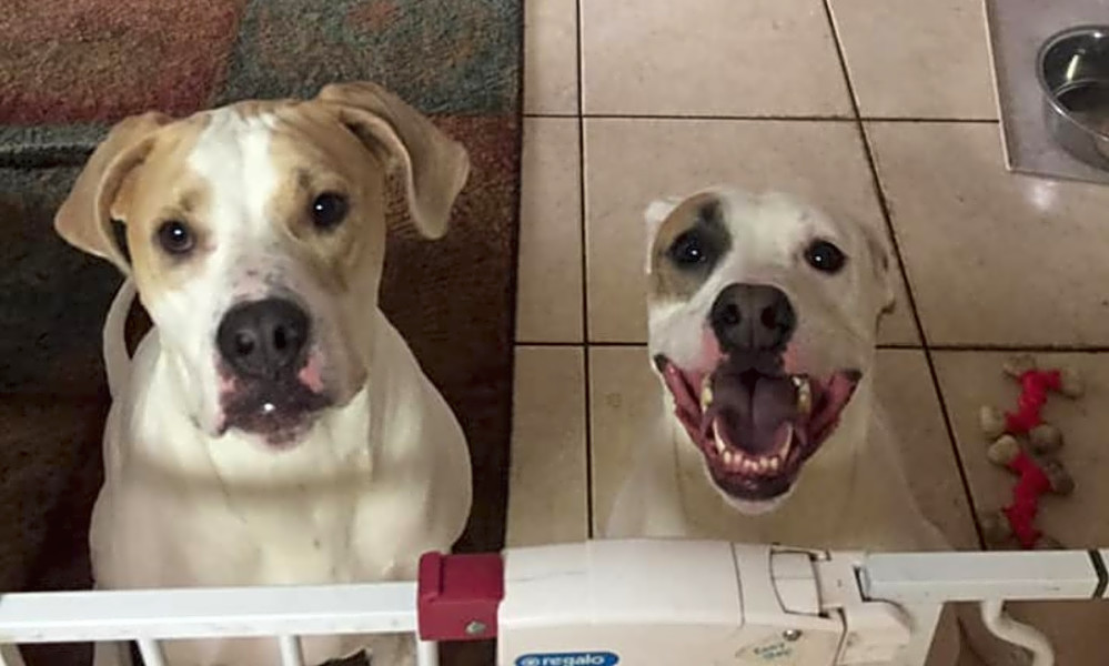 Pit bull rescue central florida discount