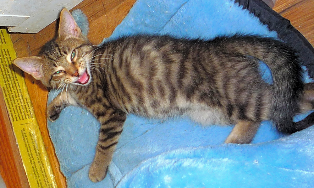 Kittens In Dallas Looking For Their Fur Ever Homes Hoodline