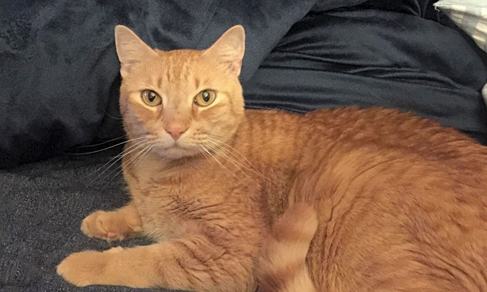 These Houston Based Felines Are Up For Adoption And In Need Of A