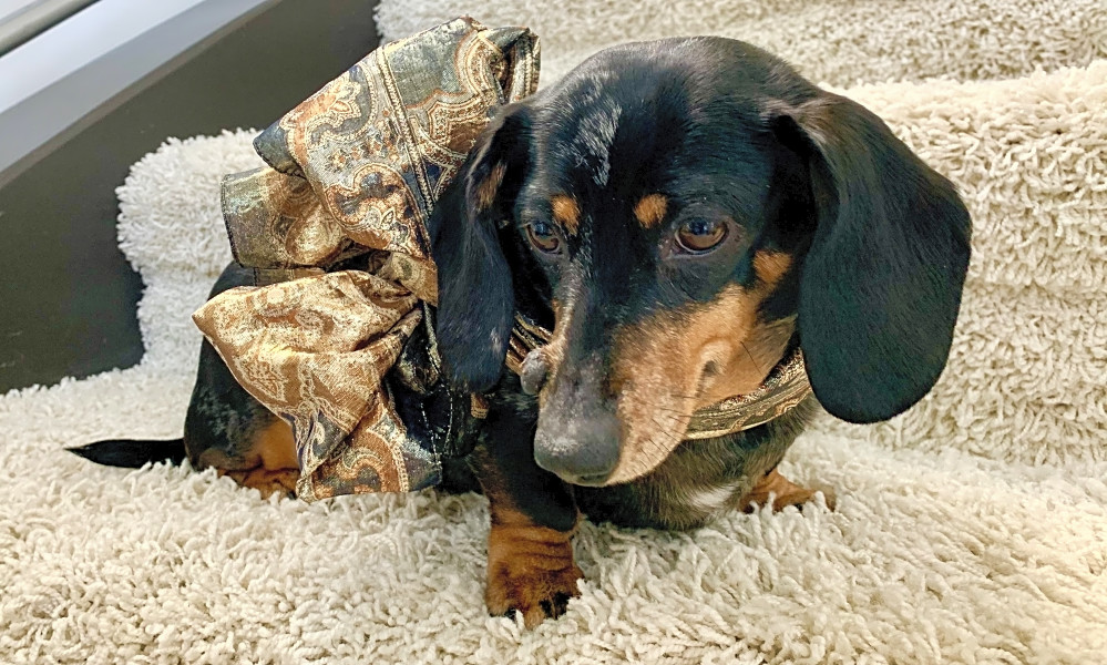 Looking To Adopt A Pet Here Are 7 Lovable Pups To Adopt Now In