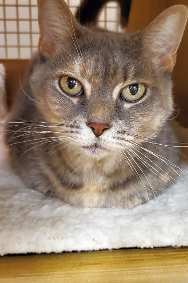 3 Cool Kitties To Adopt Now In Detroit