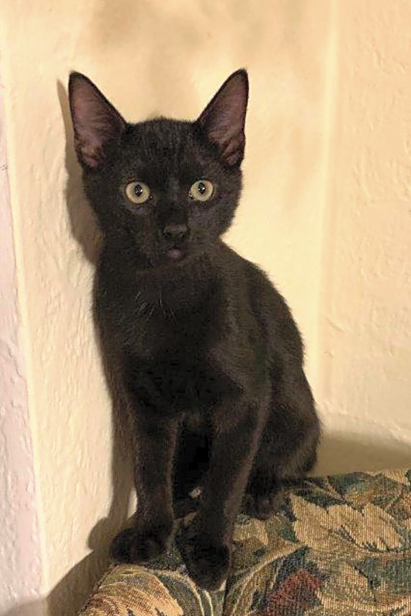Want To Adopt A Pet Here Are 7 Cute As Can Be Kittens To Adopt