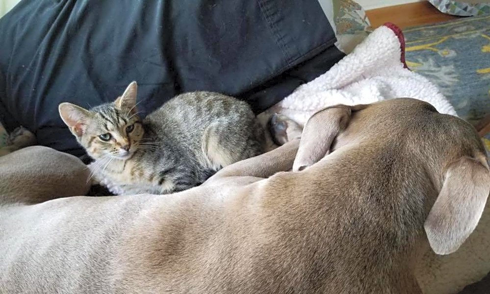 Want To Adopt A Pet Here Are 4 Fluffy Felines To Adopt Now In