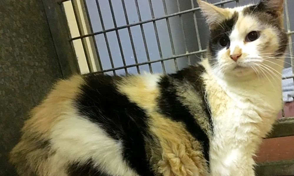 7 Cool Kitties To Adopt Now In Kansas City Hoodline